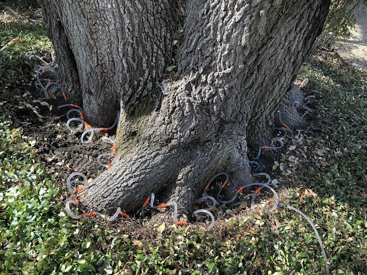 Detailed Tree Cabling and Bracing job site in Hilltown