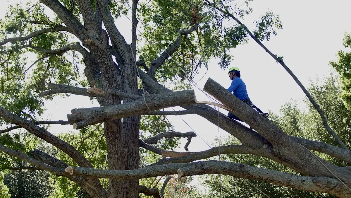 Professional Crown Thinning performed by certified arborists in Hilltown