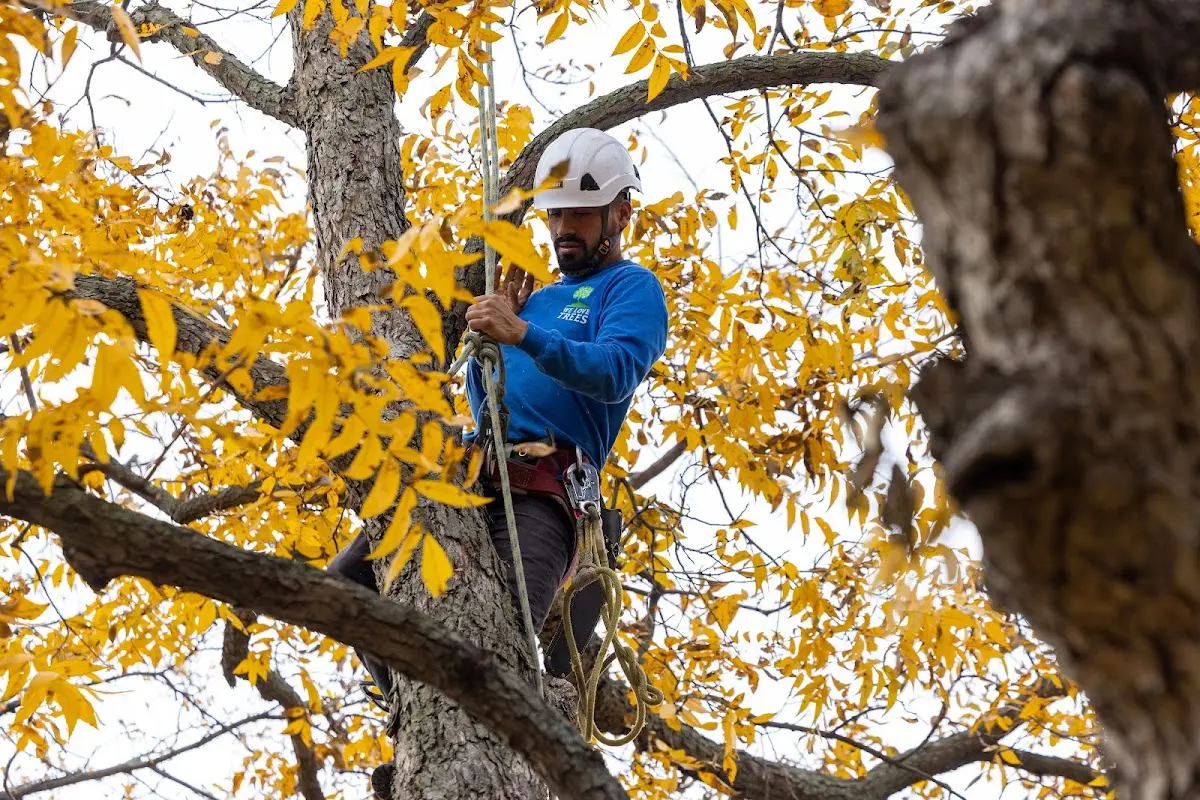 Skilled Tree Trimming crew working in Hilltown