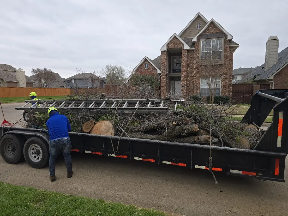 Expert Tree Pest Control with proper safety equipment in Hilltown